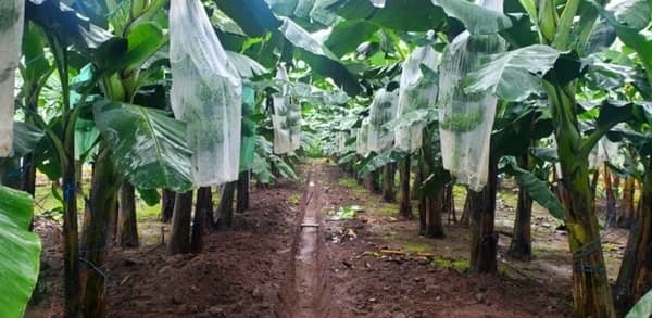 Galiltec announces the start of accepting orders for Formosana 218 plants in Latin America and the Caribbean